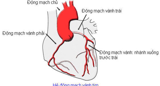 CÁCH CẮT CƠN ĐAU THẮT NGỰC TRÁI TRONG BỆNH THIẾU MÁU CỤC BỘ CƠ TIM