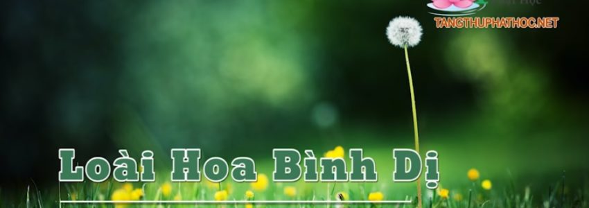 Loài Hoa Bình Dị (Audio)