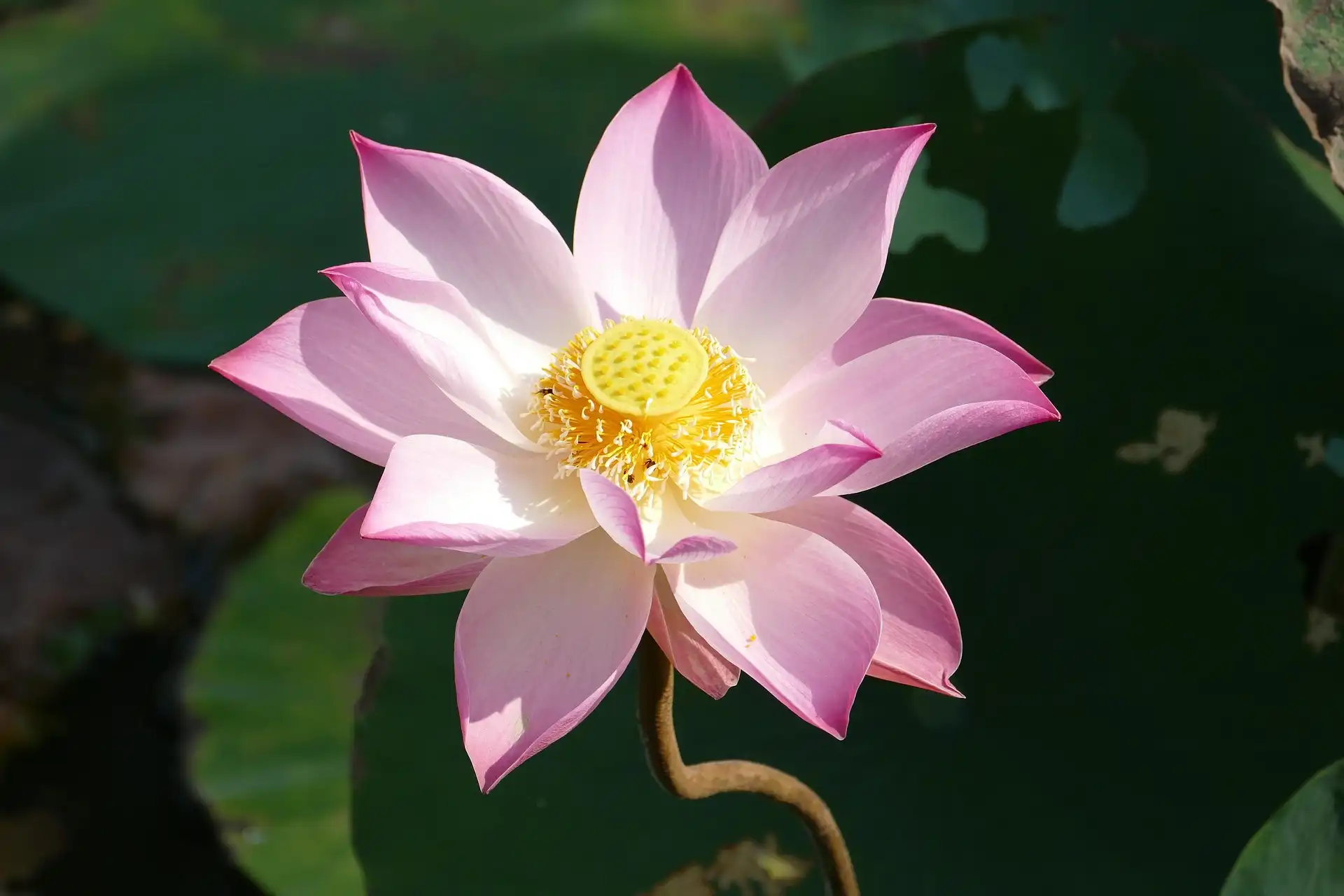 Bốn Tâm Vô Lượng