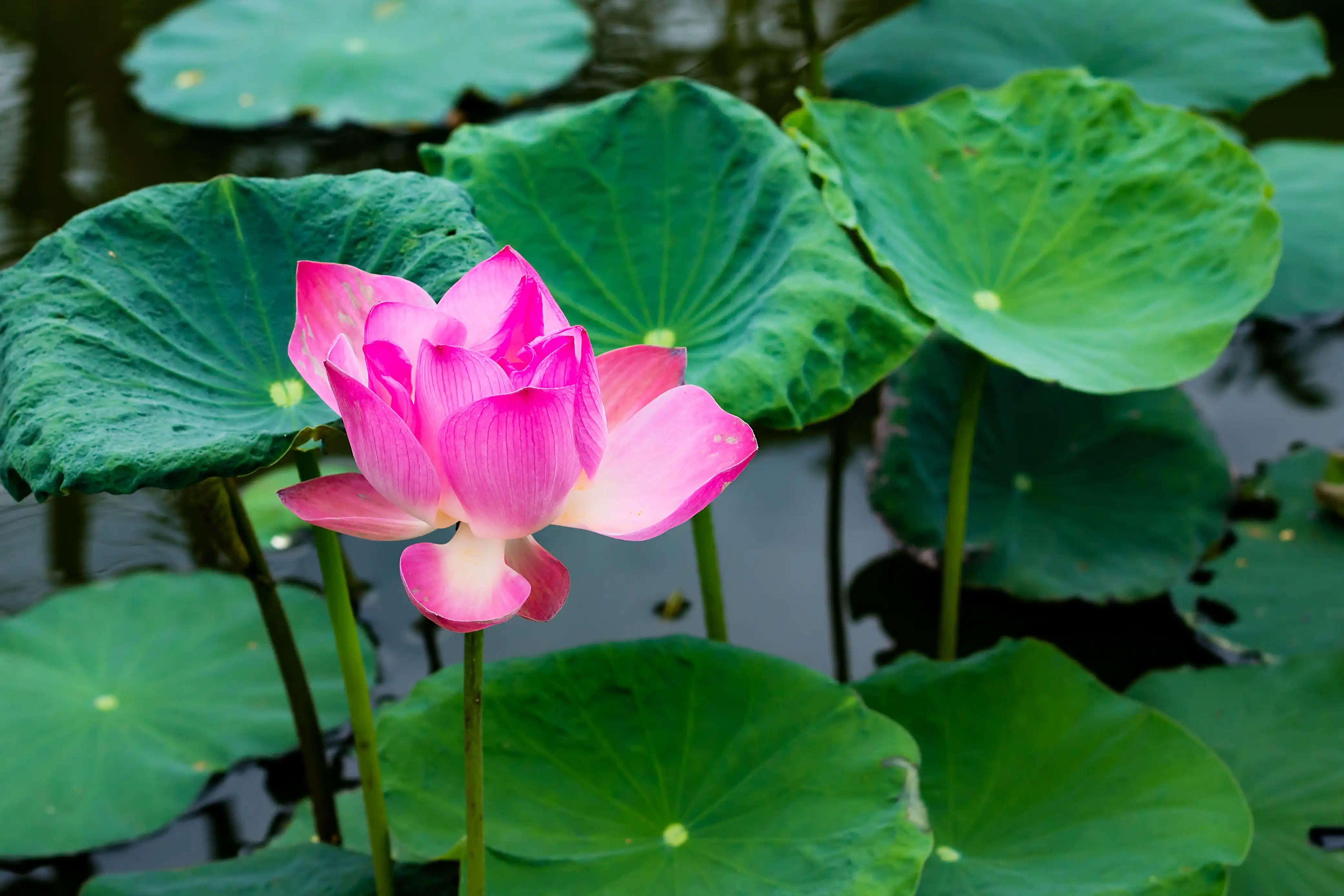 Nẻo Về Hai Lối