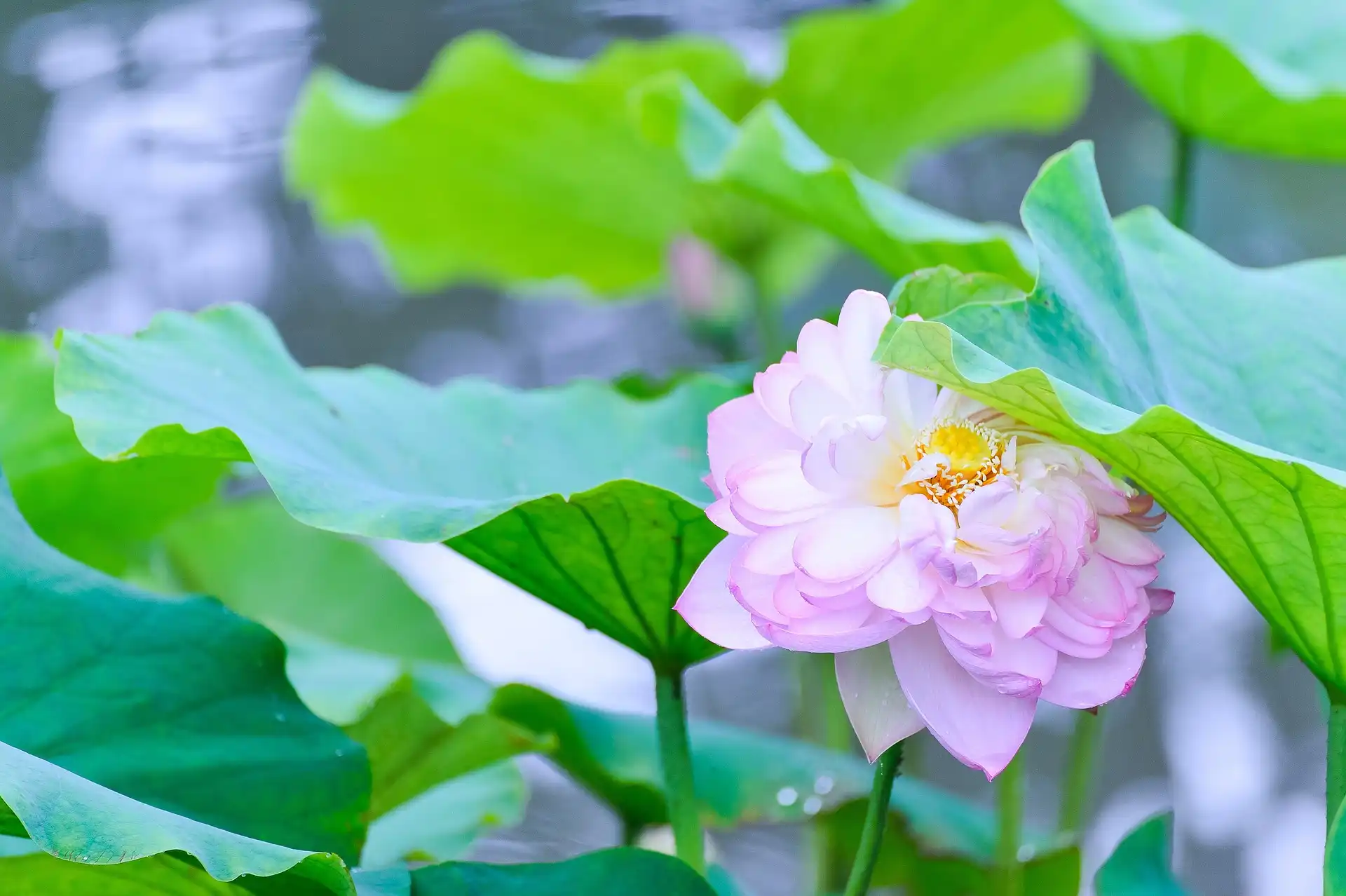 Sự Linh Cảm Của Bồ Tát Địa Tạng (Audio)