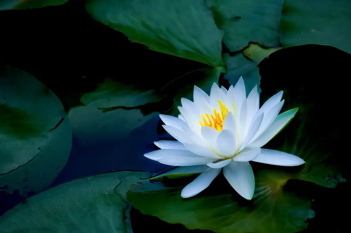 Kinh Đại Thừa Bảo Vân
