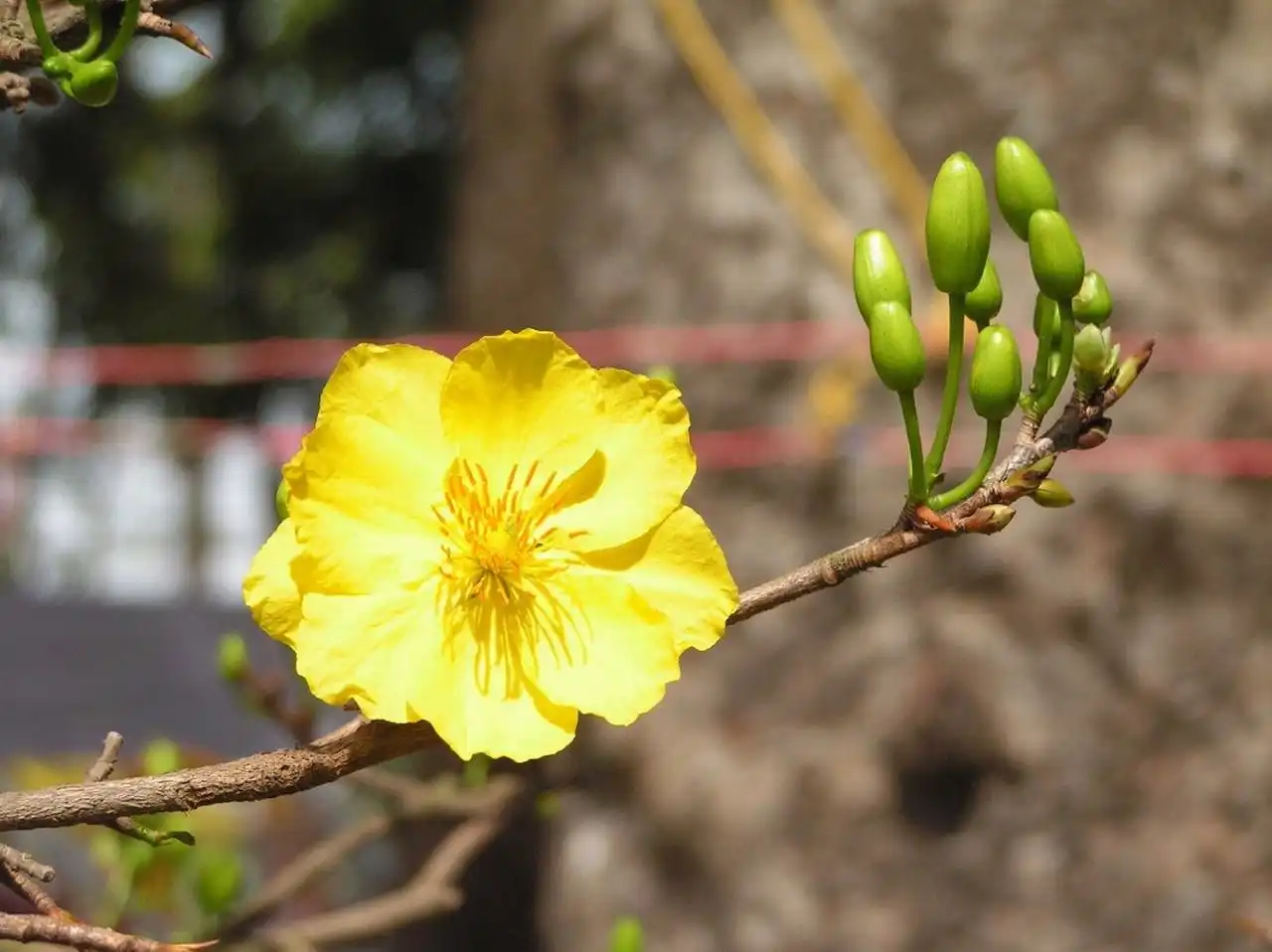 Người Tu Ăn Tết (thơ)